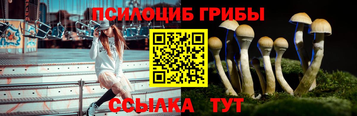 Галлюциногенные грибы Psilocybine cubensis Краснознаменск